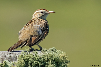 ESPINERO (Anumbius annumbi) - Cno. del Indio - ROCHA (Marzo 2016)