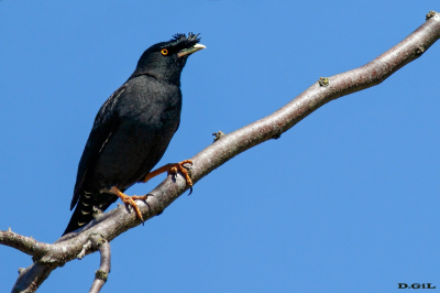 ESTORNINO CRESTADO (Acridotheres cristatellus) - Parque Lecocq - MONTEVIDEO (Setiembre 2025)