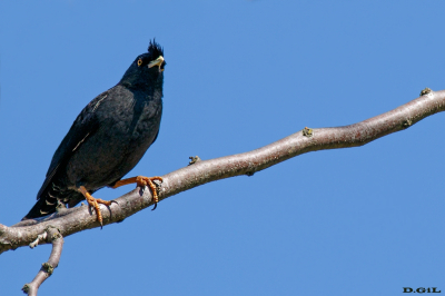 ESTORNINO CRESTADO (Acridotheres cristatellus) - Parque Lecocq - MONTEVIDEO (Setiembre 2025)
