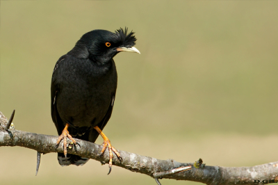 ESTORNINO CRESTADO (Acridotheres cristatellus) - Parque Lecocq - MONTEVIDEO (Setiembre 2025)