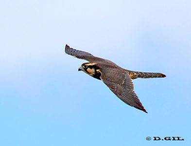 HALCÓN PLOMIZO (Falco femoralis) (2) - El Tigre-SAN JOSE (Agosto 2011)