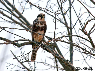 HALCÓN PLOMIZO (Falco femoralis) (2) - (Juvenil) Humedales del Santa Lucía- MONTEVIDEO (Setiembre 2011)