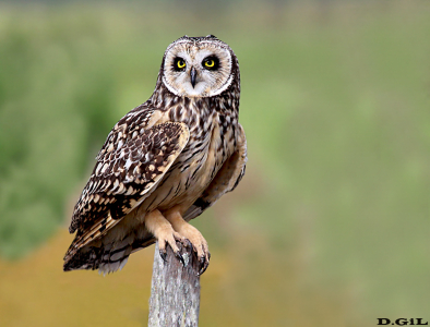 LECHUZÓN DE CAMPO (Asio flammeus)  - Puntas Del Tigre-SAN JOSE (Octubre 2012)