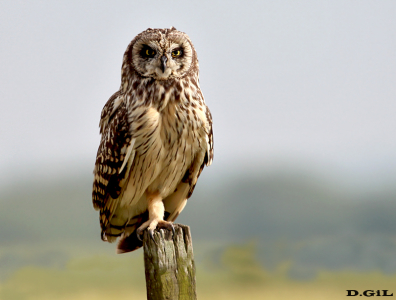 LECHUZÓN DE CAMPO (Asio flammeus)  - Puntas Del Tigre-SAN JOSE (Agosto 2012)