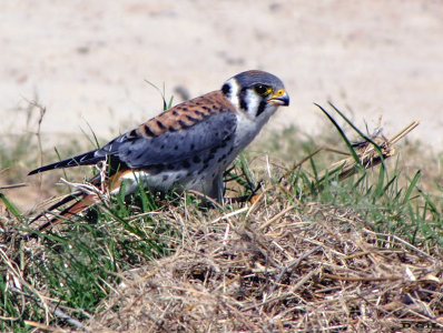 HALCONCITO COMÚN (Falco sparverius) - Faro de Punta Carretas-MONTEVIDEO (Marzo 2010)
