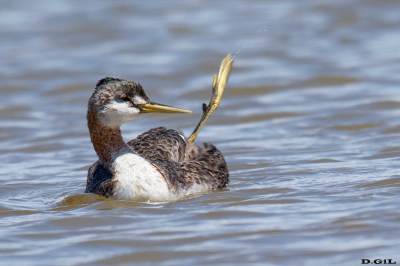 MACÁ GRANDE (Podicephorus major) - Puerto del Buceo - MONTEVIDEO (Noviembre 2023)