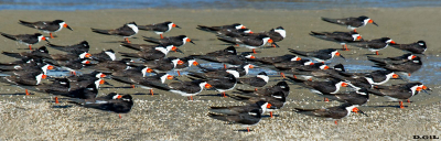 RAYADOR (Rynchops niger) - Arroyo Maldonado-MALDONADO (Febrero 2014)