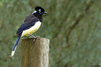 URRACA COMÚN (Cyanocorax chrysops) - Parque Quiroga - SALTO (Agosto 2020)