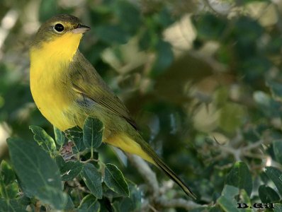 ARAÑERO CARA NEGRA (Geothlypis aequinoctialis) - (Hembra) Laguna Del Diario - MALDONADO (Febrero 2015)