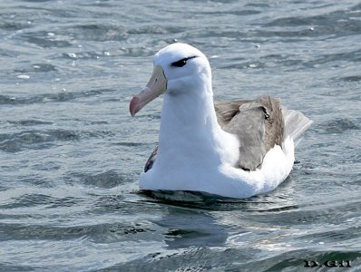 ALBATROS CEJA NEGRA (Thalassarche melanophris) - (Adulto) Aguas oceánicas frente a Punta Del Este (Agosto 2014)