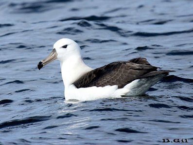 ALBATROS CEJA NEGRA (Thalassarche melanophris) - (Juvenil) Aguas oceánicas frente a Punta Del Este (Agosto 2014)