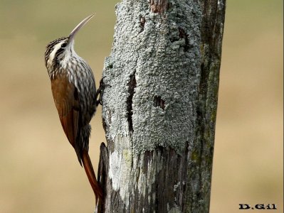 TREPADOR CHICO (Lepidocolaptes angustirostris)  - Paso Mauricio - SAN JOSE (Mayo 2014)