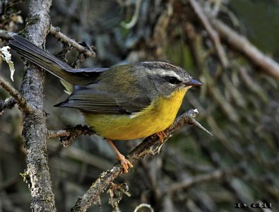 ARAÑERO CHICO (Basileuterus  culicivorus) - Monte en Rincón de Melilla - MONTEVIDEO (Junio 2014)