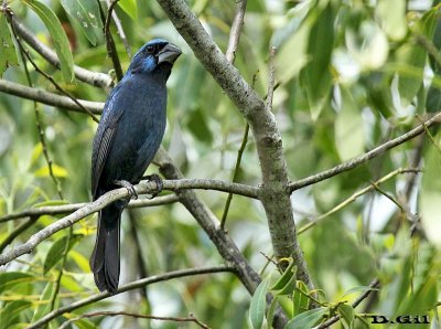 REINA MORA (Cyanoloxia brissonii) - Paso Centurión - CERRO LARGO - (Diciembre 2014)