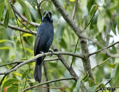 REINA MORA (Cyanoloxia brissonii) - Paso Centurión - CERRO LARGO - (Diciembre 2014)
 
