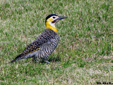 CARPINTERO DE CAMPO (Colaptes campestris) - Jardin Botánico- MONTEVIDEO (Setiembre 2009)