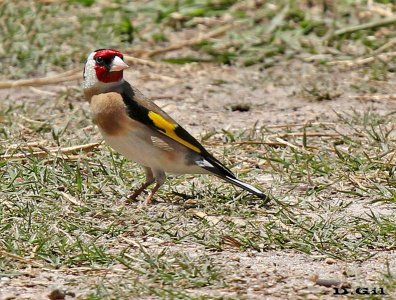 CARDELINO (Carduelis carduelis) - Parque Lecocq - MONTEVIDEO (Junio 2012)