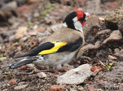 CARDELINO (Carduelis carduelis) - Laguna Del Diario - MALDONADO (Enero 2015)