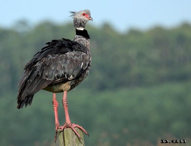 CHAJÁ (Chauna torquata) - Bañado de Guazuvirá - CANELONES (Enero 2015)