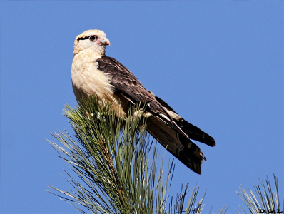 CHIMACHIMA (Milvago chimachima) - La Juanita - MALDONADO - (Noviembre 2010)