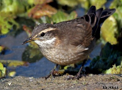 REMOLINERA (Cinclodes fuscus) - Laguna del Diario - MALDONADO (Junio 2012)