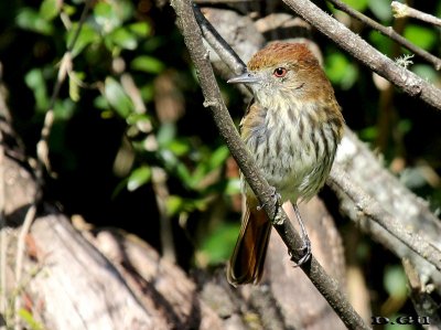 VIUDITA NEGRA COMÚN (Knipolegus cyanirostris) - (Hembra) Paso Centurión - CERRO LARGO (Diciembre 2014)