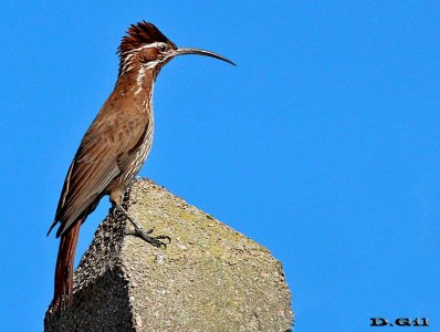 TREPADOR GRANDE (Drymornis bridgesii) - Brujas chico - CANELONES (Junio 2013)
