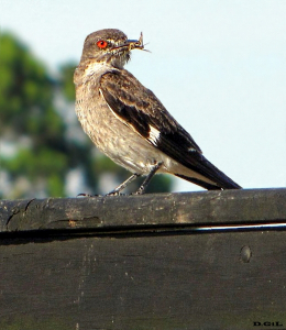 VIUDITA GRIS (Nengetus cinereus) - Sierra de los Caracoles-MALDONADO (Enero 2009)