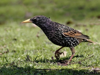 ESTORNINO PINTO (Sturnus vulgaris) - Reserva Costanera Sur - BUENOS AIRES (Octubre 2014)