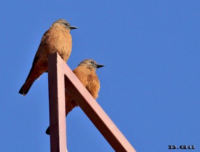 VIUDITA COLORADA (Hirundinea ferruginea) - (Pareja) Abra de Castellanos - LAVALLEJA (Marzo 2014)