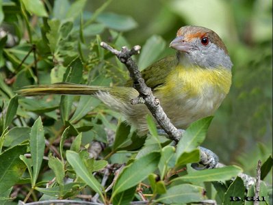 JUAN CHIVIRO (Cychlarhis gujanensis) - Abra de Castellanos - LAVALLEJA (Marzo 2015)