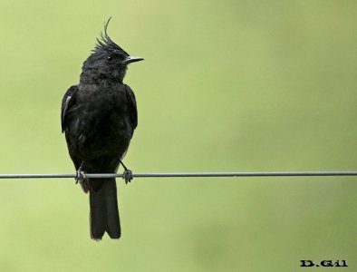 VIUDITA NEGRA COPETONA (Knipolegus lophotes) - Paso Centurión - CERRO LARGO (Diciembre 2014)