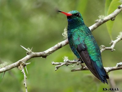PICAFLOR VERDE (Chlorostilbon lucidus) - Laguna Del Diario - MALDONADO (Febrero 2014)