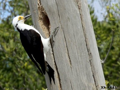 CARPINTERO BLANCO (Melanerpes candidus) - Puntas del Tigre - SAN JOSÉ (Setiembre 2014)