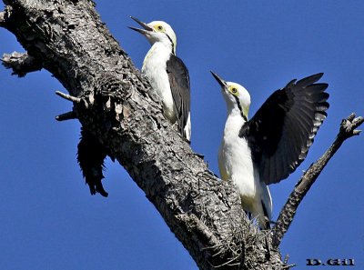CARPINTERO BLANCO (Melanerpes candidus) - Monte aledaño a Laguna Del Diario - MALDONADO (Enero 2013)