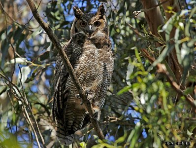 ÑACURUTÚ (Bubo virginianus) - Monte de Eucaliptus en Punta Espinillo - MONTEVIDEO (Agosto 2014)