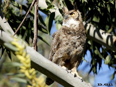 ÑACURUTÚ (Bubo virginianus) - Monte de Eucaliptus en Punta Espinillo - MONTEVIDEO (Agosto 2014)