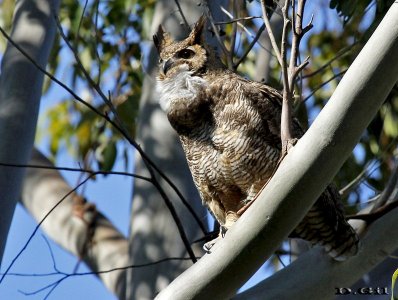 ÑACURUTÚ (Bubo virginianus) - Monte de Eucaliptus en Punta Espinillo - MONTEVIDEO (Agosto 2014)