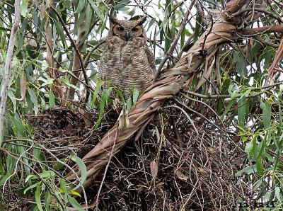 ÑACURUTÚ (Bubo virginianus) - (Nido) Punta Espinillo - MONTEVIDEO (Octubre 2014)