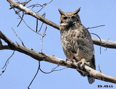 ÑACURUTÚ (Bubo virginianus) - Punta espinillo - MONTEVIDEO (Octubre 2014)