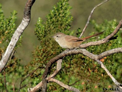 CANASTERO COLUDO (Asthenes pyrrholeuca) - Reserva Villavicencio - Mendoza-ARGENTINA (Abril 2015)