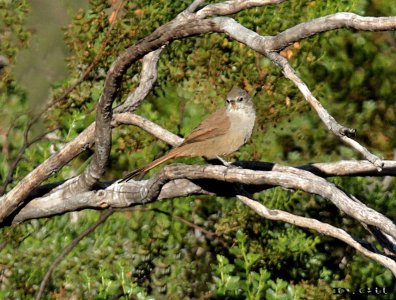 CANASTERO COLUDO (Asthenes pyrrholeuca) - Reserva Villavicencio - Mendoza-ARGENTINA (Abril 2015)