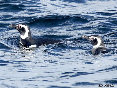 PINGUINO DE MAGALLANES (Spheniscus magellanicus) - (Adultos) Aguas oceánicas frente a Punta Del Este (Agosto 2014)
