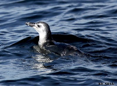 PINGUINO DE MAGALLANES (Spheniscus magellanicus) - (Juvenil) Aguas oceánicas frente a Punta Del Este (Agosto 2014)