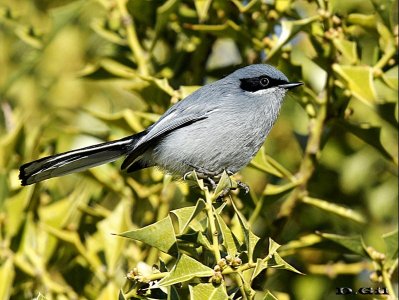 PIOJITO AZULADO (Polioptila dumicola) - Laguna Del Diario - MALDONADO (Mayo 2014)