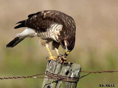 GAVILÁN COMÚN (Rupornis magnirostris) - Colonia Wilson - SAN JOSE (Mayo 2013)