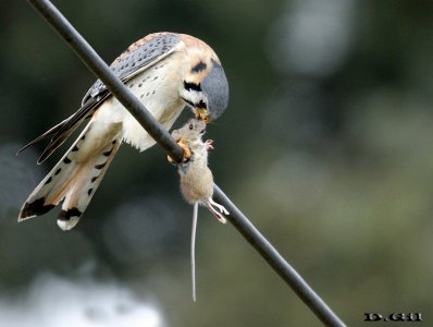 HALCONCITO COMÚN (Falco sparverius) - Punta Espinillo - MONTEVIDEO (Junio 2014)