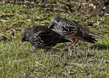 ESTORNINO PINTO (Sturnus vulgaris) - Campo cercano a Paso Mauricio - SAN JOSE (Mayo 2014)