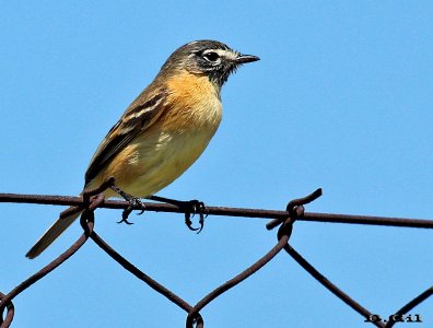 TACHURÍ CANELA (Polystictus pectoralis) - Faro de Punta Carretas - MONTEVIDEO (Octubre 2014)