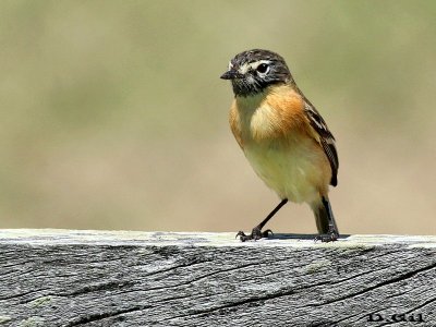 TACHURÍ CANELA (Polystictus pectoralis) - Faro de Punta Carretas - MONTEVIDEO (Octubre 2014)